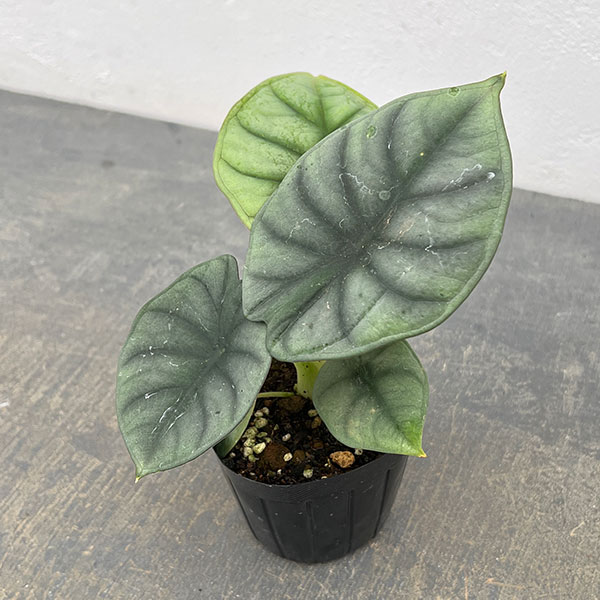 アロカシア：インペリアリス　3号ポット