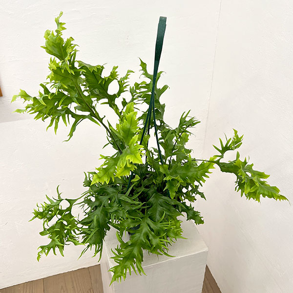 フィマトソラス：ロンギッシマス　5号吊り鉢