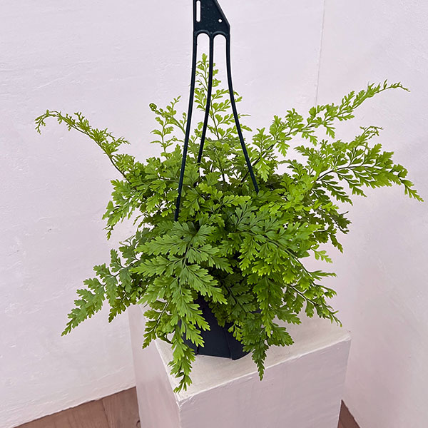 アスプレニウム：ブルビフェルム　5号吊り鉢植え