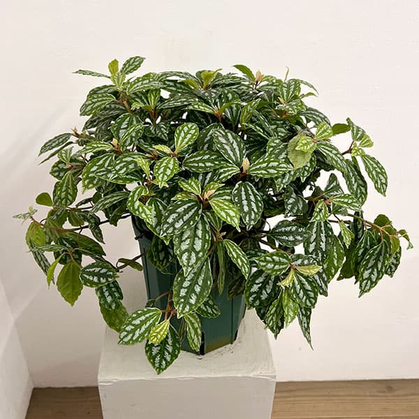 ピレア：カディエレイ6号鉢植え