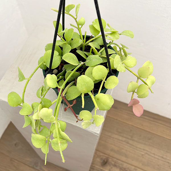 ディスキディア：フォルモサ　4.5号吊り鉢