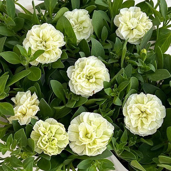 ペチュニア：クレール　ビジューライム3-3.5号ポット 6株セット