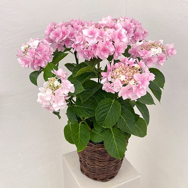 アジサイ：ふわり（ピンク）6号鉢植え／カゴ付き