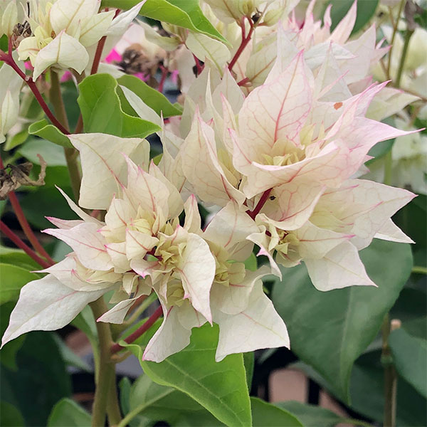 ブーゲンビリア八重咲き：ホワイト系7号鉢植え