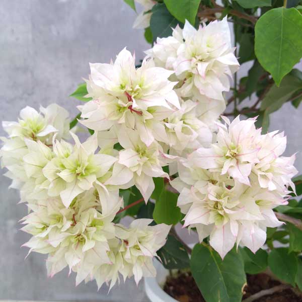 ブーゲンビリア八重咲き：ブライダルピンク7号鉢植え