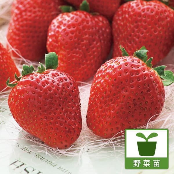 [送料無料]イチゴ（一季なり）：もういっこ大苗4号ポット(PVP) 12株セット