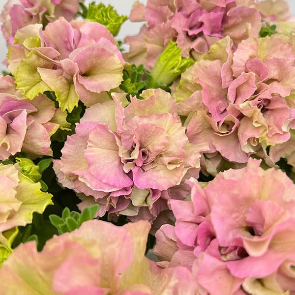 ペチュニア：フレルSPカラー　パステルグリーン3.5号ポット 6株セット