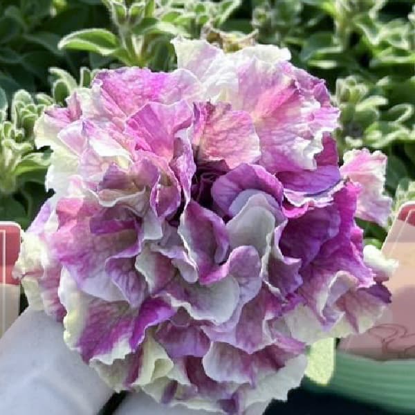 ペチュニア：フレルSPカラー　ホワイトタイガー3.5号ポット 6株セット