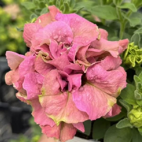 ペチュニア：フレルSPカラー　ロゼグリーン3.5号ポット 3株セット