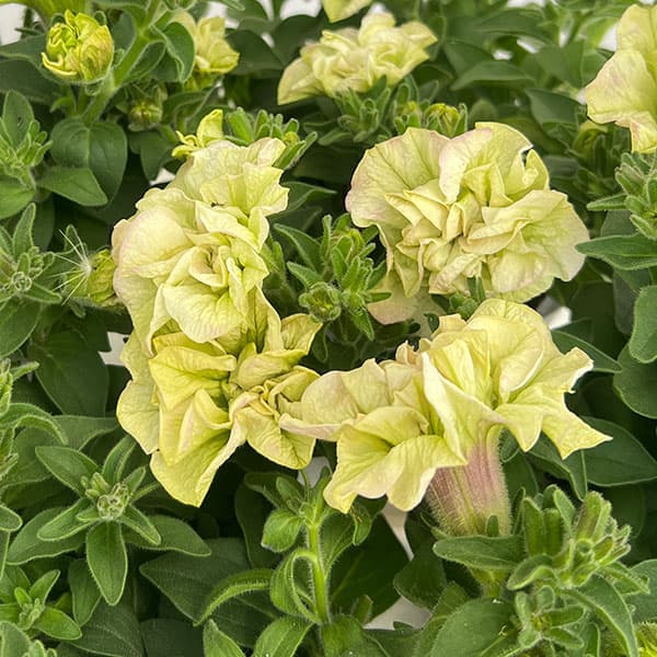 ペチュニア：フレルSPカラー　シュー　フルール3.5号ポット 3株セット