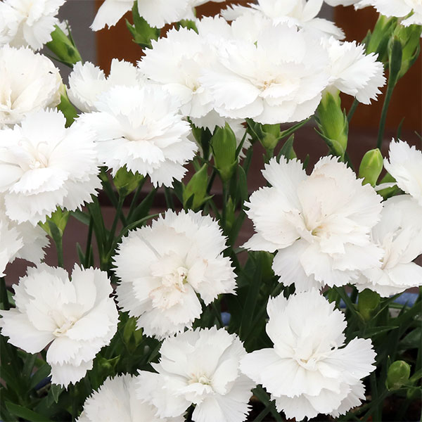 ナデシコ：シルキーホワイト3号ポット 6株セット