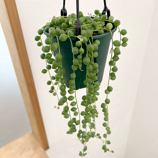 グリーンネックレス　4号吊り鉢