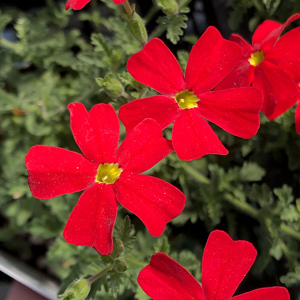 [26年5月中下旬予約]ジャメスブリテニア（サンブリテニア）：ラヴァ3-3.5号ポット