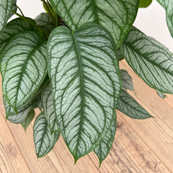 モンステラ：シルテぺカーナ　8号鉢植え