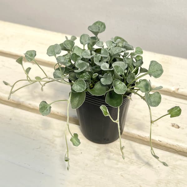 ダイカンドラ（ダイコンドラ）：シルバーサーファー2.5号ポット