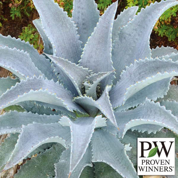 マンガベ：シルバーフォックス3号ポット*