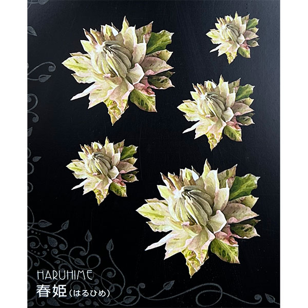 クレマチス：ハルヒメ（春姫）4号ロングポット（八重咲・パテンス系）