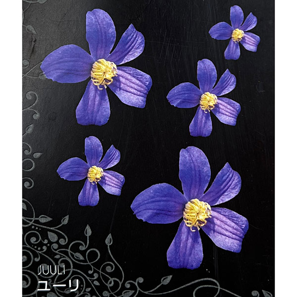 クレマチス：ユーリ4号ロングポット（インテグリフォリア系）*