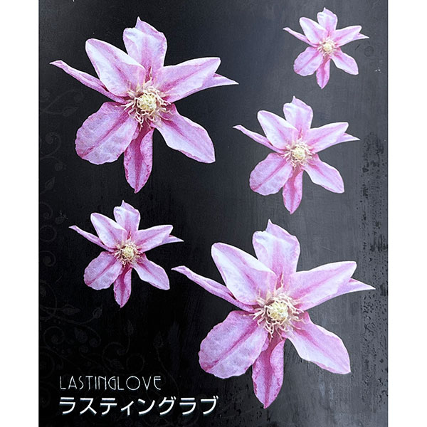 クレマチス：ラスティング　ラブ4号ロングポット（パテンス系）*