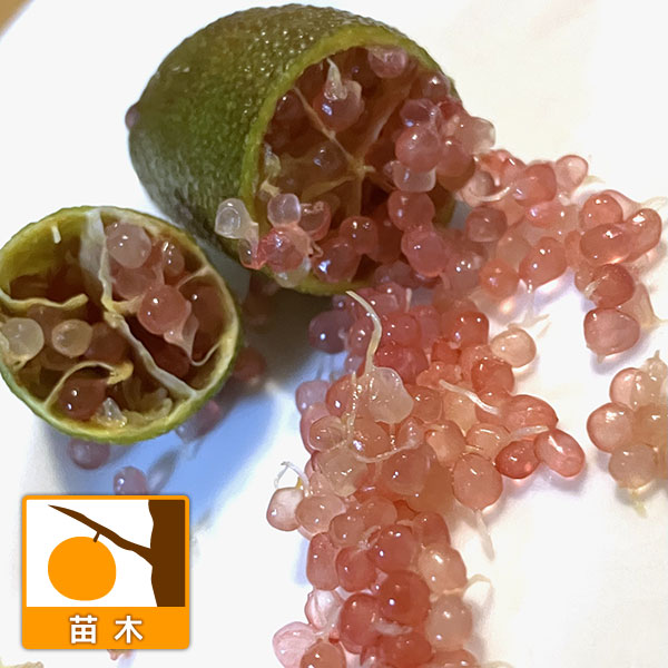 フィンガーライム：リトルルビー4号ポット