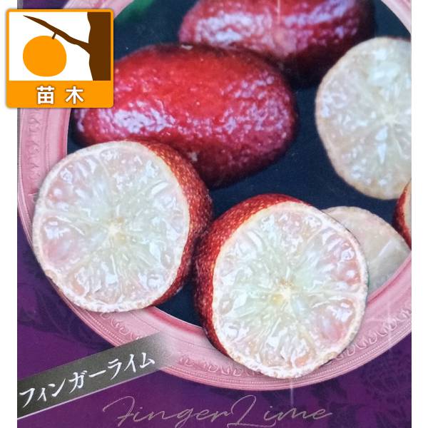 フィンガーライム：オーストラリアンブラッドライム4号ポット