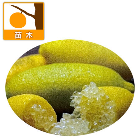 フィンガーライム：イエローサンシャイン4号ポット