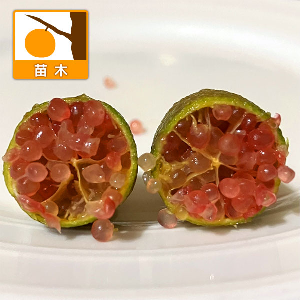 フィンガーライム：パープルブリス4号ポット