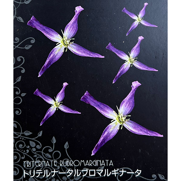 クレマチス：トリテルナータ　ルブロマルギナータ4号ロングポット(フラミュラ系)