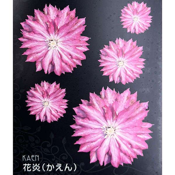 クレマチス：カエン（花炎）4号ロングポット（八重咲・大輪系）*