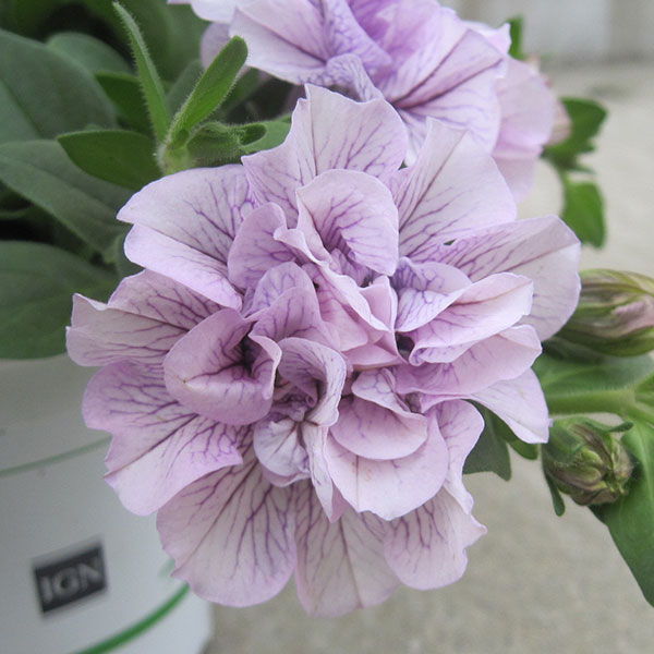 [送料無料]ペチュニア：パニエ ピンクアイス3.5号ポット 6株セット