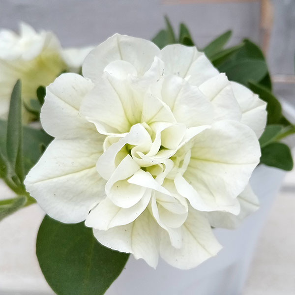 [送料無料]ペチュニア：パニエ レモン3.5号ポット 6株セット