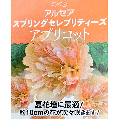 ホリホック（タチアオイ） スプリング セレブリティ　アプリコット3-3.5号ポット