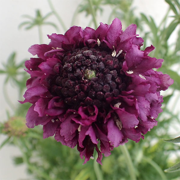 スカビオサ：ジェラート　ブルーベリー3-3.5号ポット 3株セット