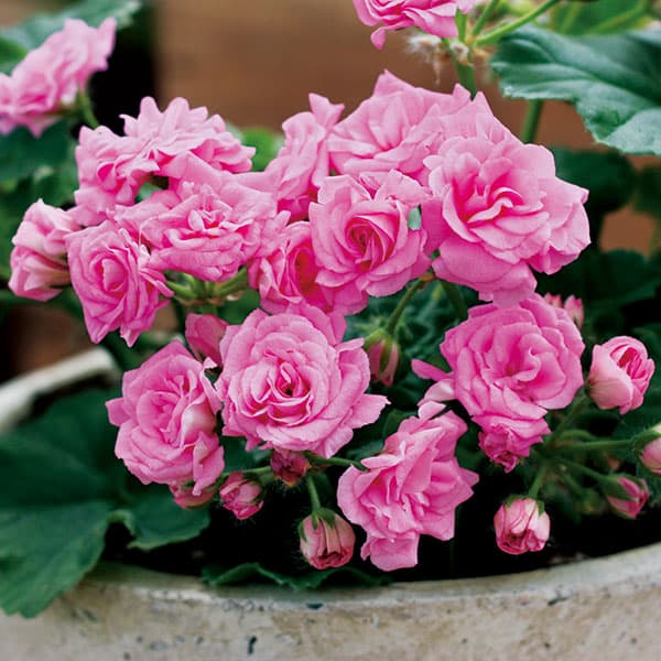 [送料無料]ゼラニウム（バラ咲き）：ディープミルフィールドローズ3.5号ポット 6株セット