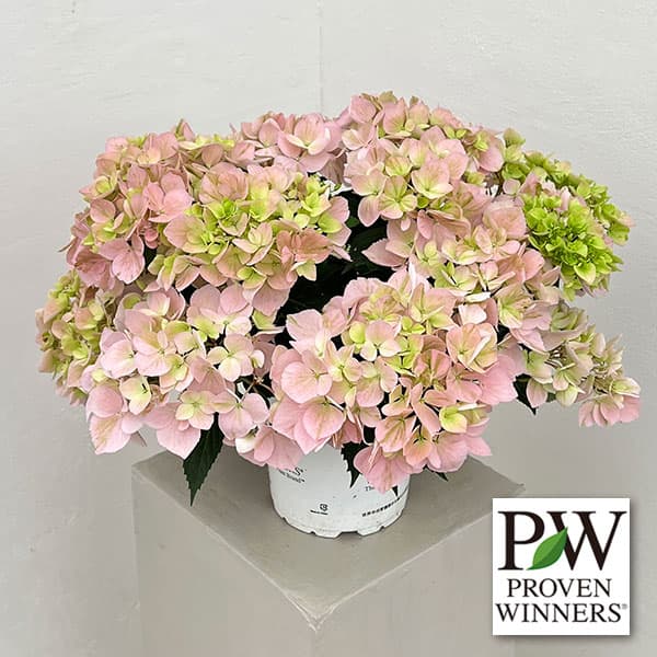 ラグランジア（アジサイ）：クリスタルヴェール【2】（ピンク）5号ポット