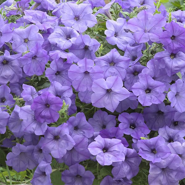 ペチュニア：ブルームーン3号ポット 6株セット