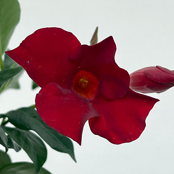 マンデビラ：サマーラッシュ ディープレッド3.5号ポット