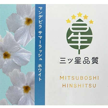 マンデビラ：サマーラッシュ ホワイト3.5号ポット