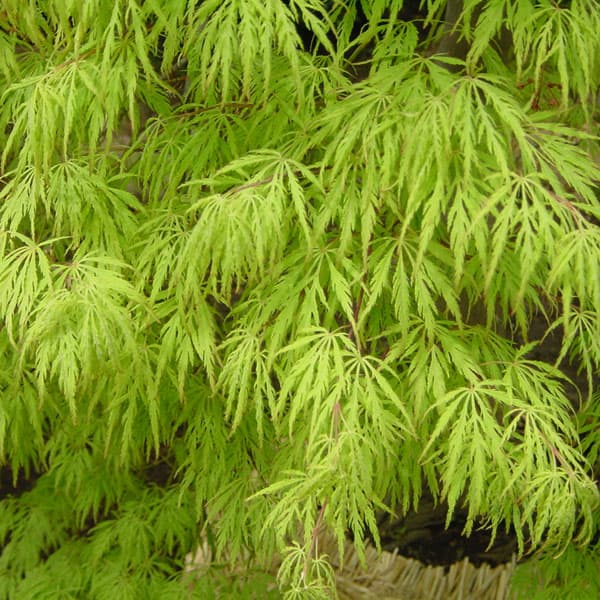 モミジ：青枝垂れ（アオシダレ）8号鉢植え