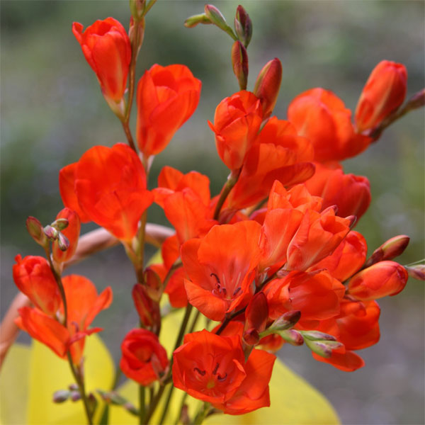 トリトニア：オレンジ4.5号鉢植え