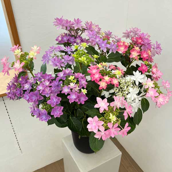 アジサイ：KAMOセレクション5色植え・7号鉢植え