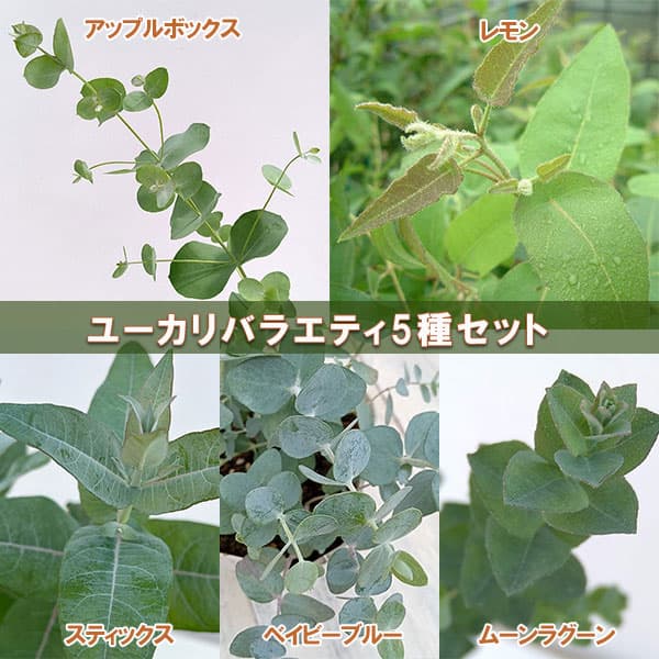 （わけあり特価）ユーカリバラエティ5種セット