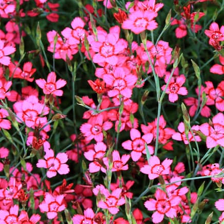 [送料無料]ダイアンサス：デルトイデス　チェリーレッド3～3.5号ポット 6株セット