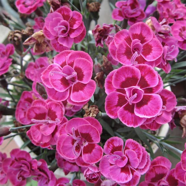 ダイアンサス：パープルウエディング3号ポット 6株セット