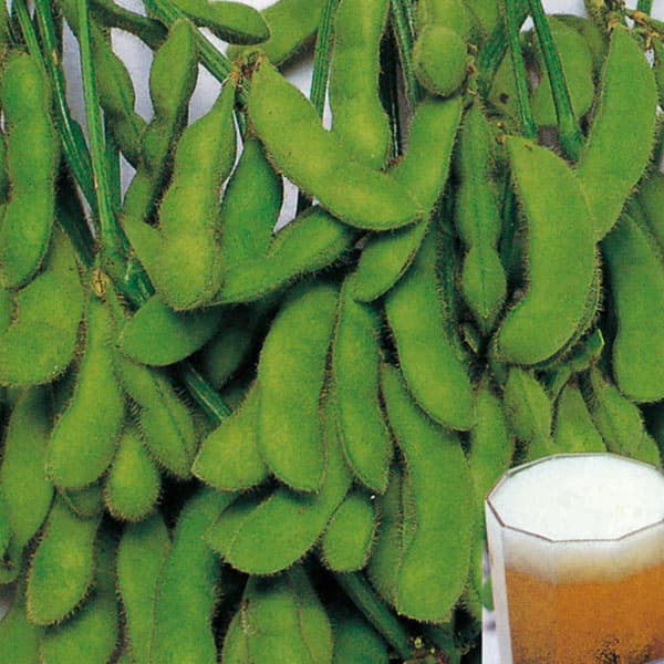 [送料無料]枝豆：中生タイプおまかせ品種ミックス3号ポット苗28株セット[朝獲りの枝豆は美味しい・収穫時期8月頃]