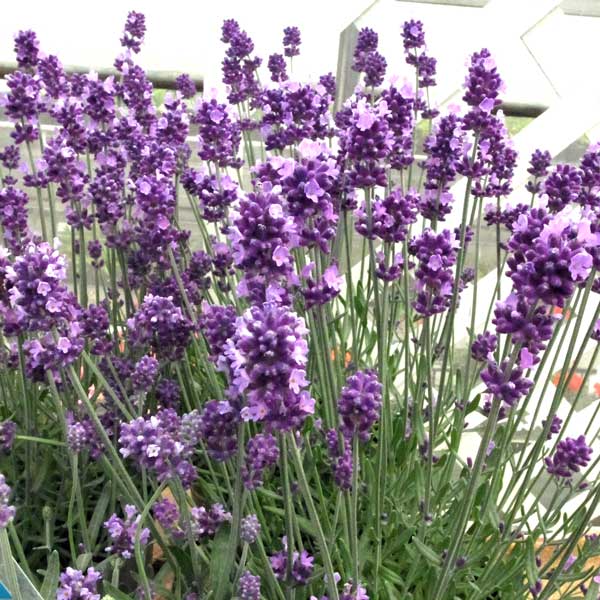 ラベンダー：センティヴィアブルー3.5号ポット 6株セット