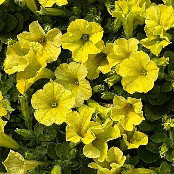 ペチュニア：ハニーレモン3.5号ポット 6株セット