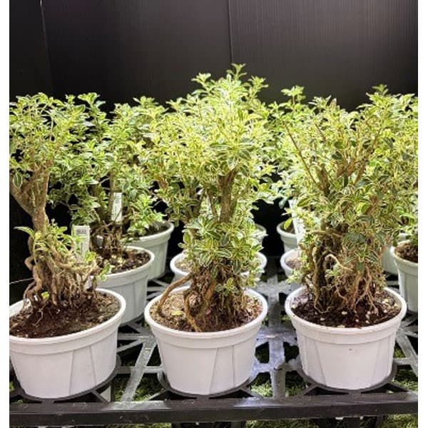 ハクチョウゲ（白丁花）：斑入り4号鉢植え