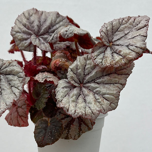 レックスベゴニア：クロスティ3号ポット