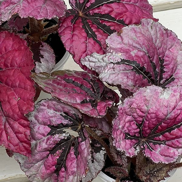 レックスベゴニア：ミロド3号ポット